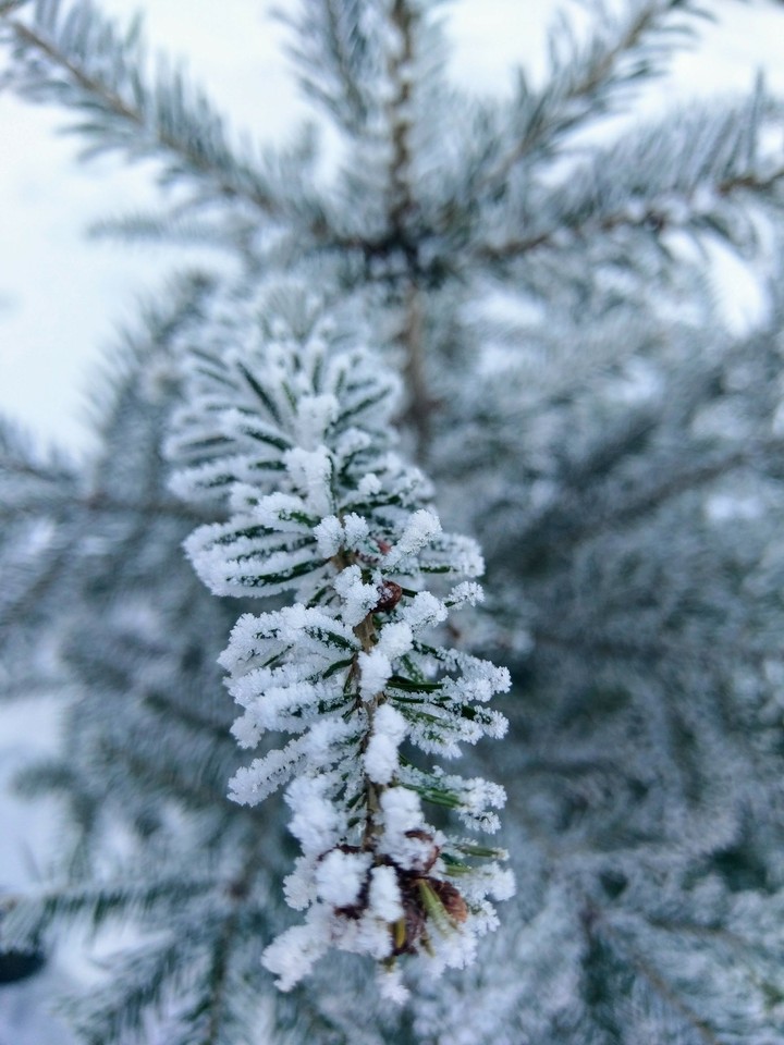 frozen
