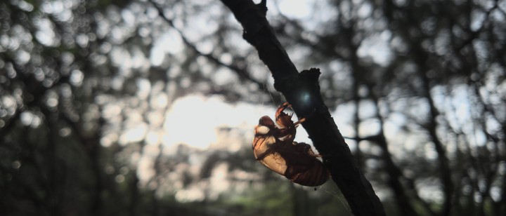 Summer cicada