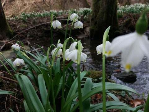 snowdrop, botany वॉलपेपर