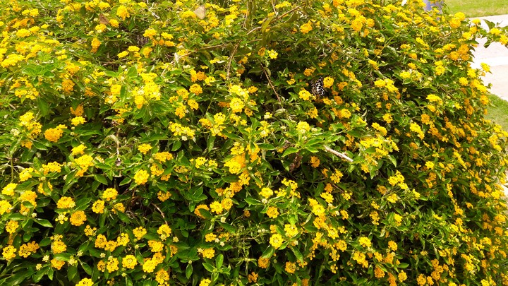 mustard flower