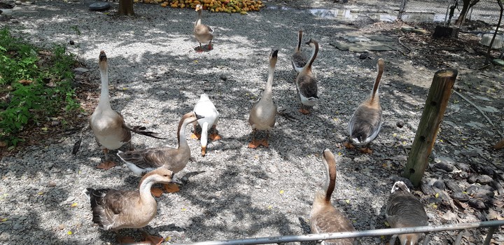 goose