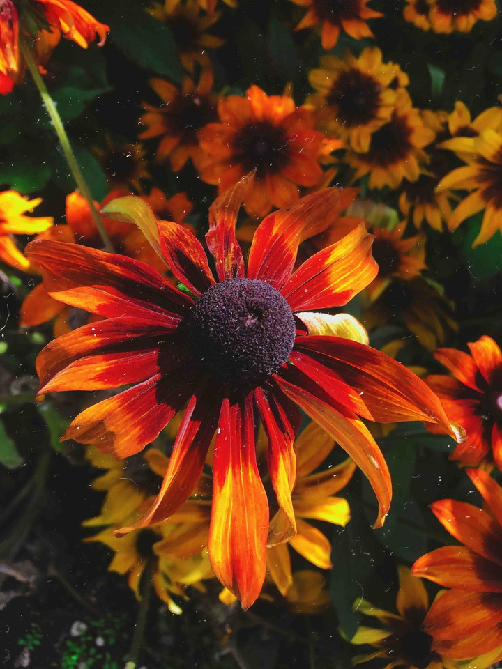 flower