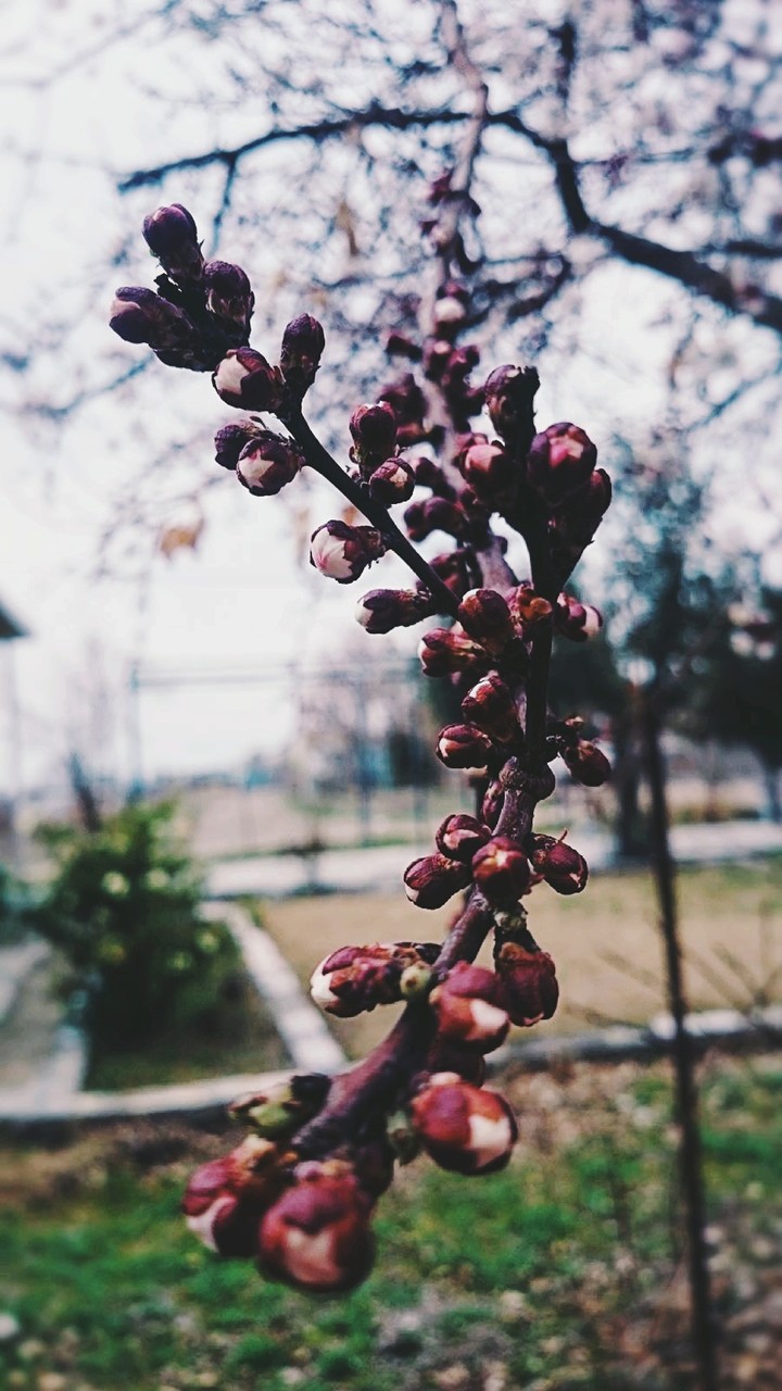 Apricot Flowers