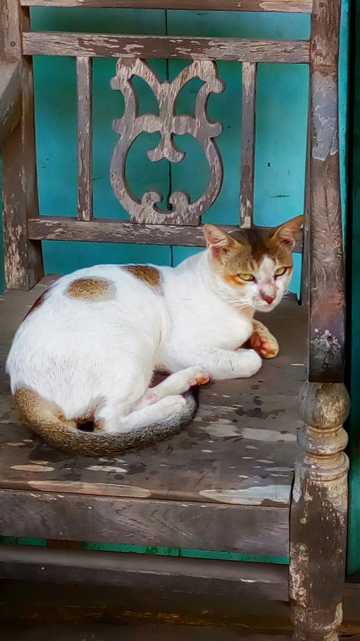 cat