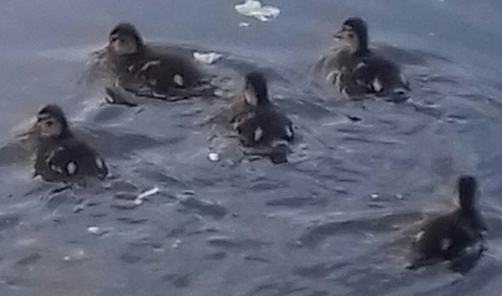 утята