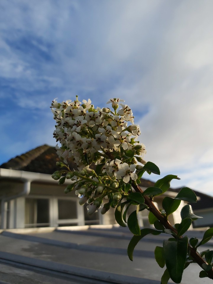 beauty spring