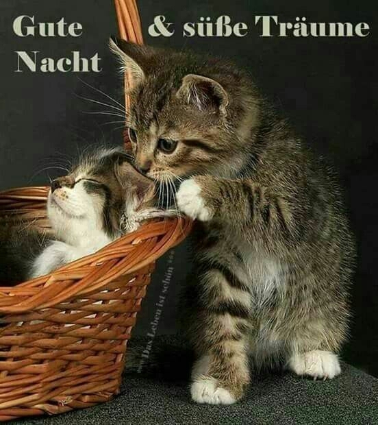 Gute Nacht