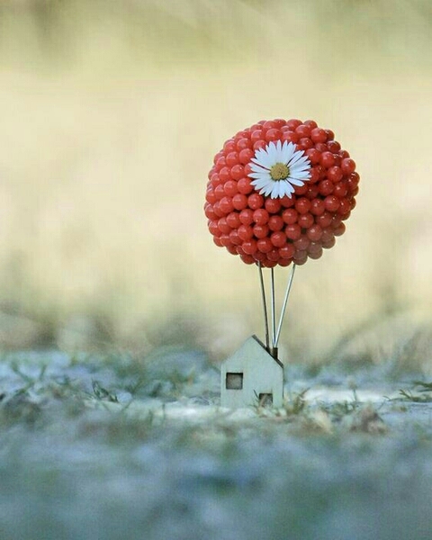 plant, flower wallpapers