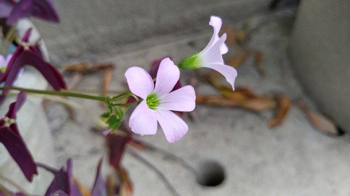 花