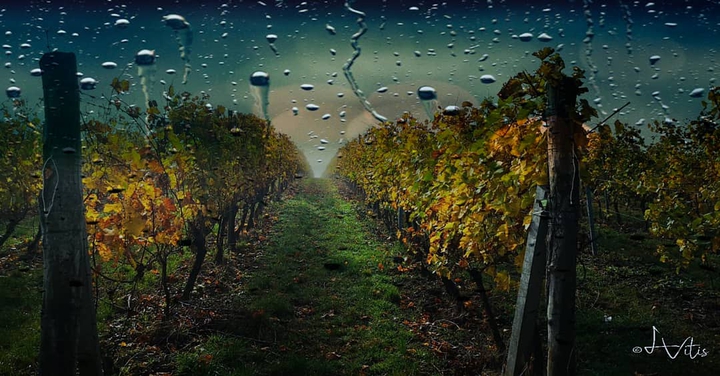 Autumn in vineyard