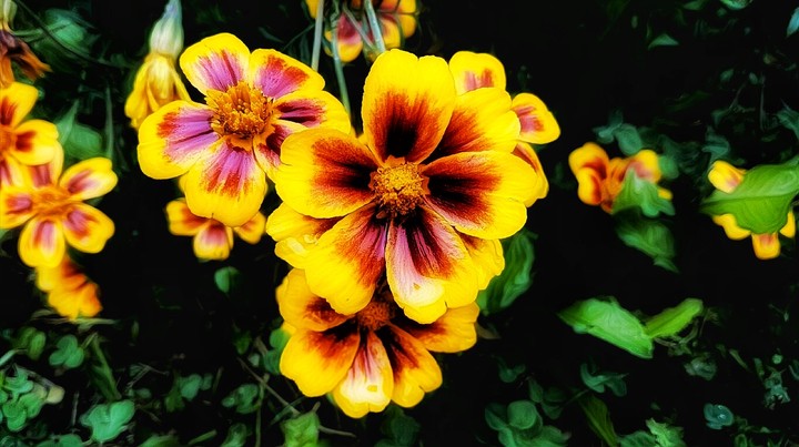 Freshness