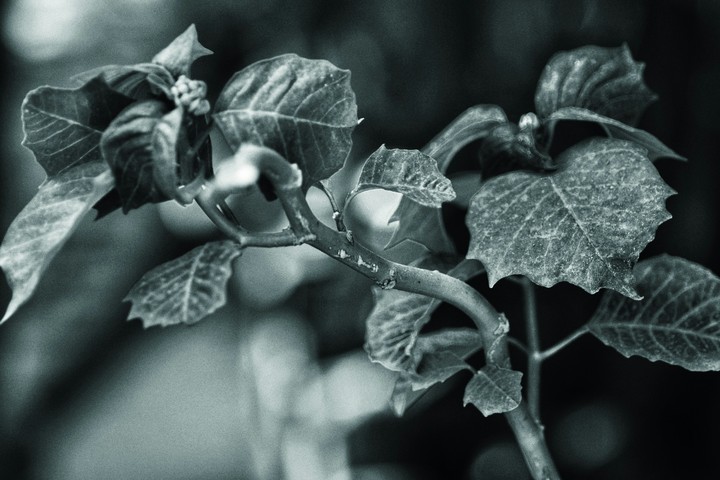 Black and white leaves different effect