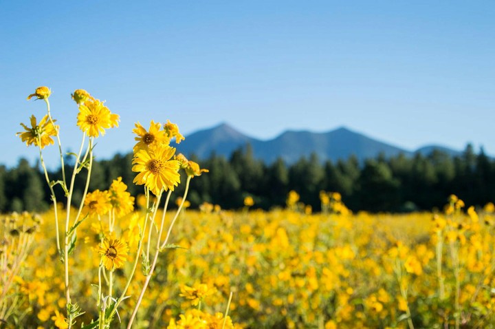 field..... ^.^