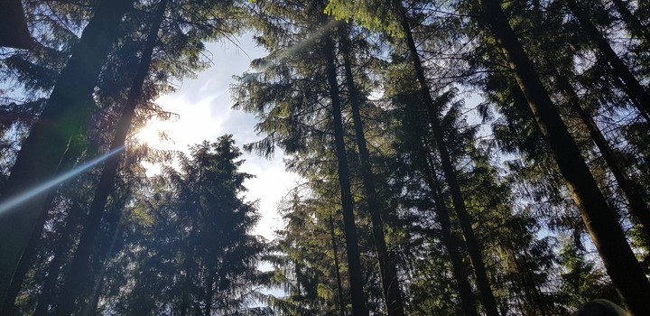 Forest☀️
