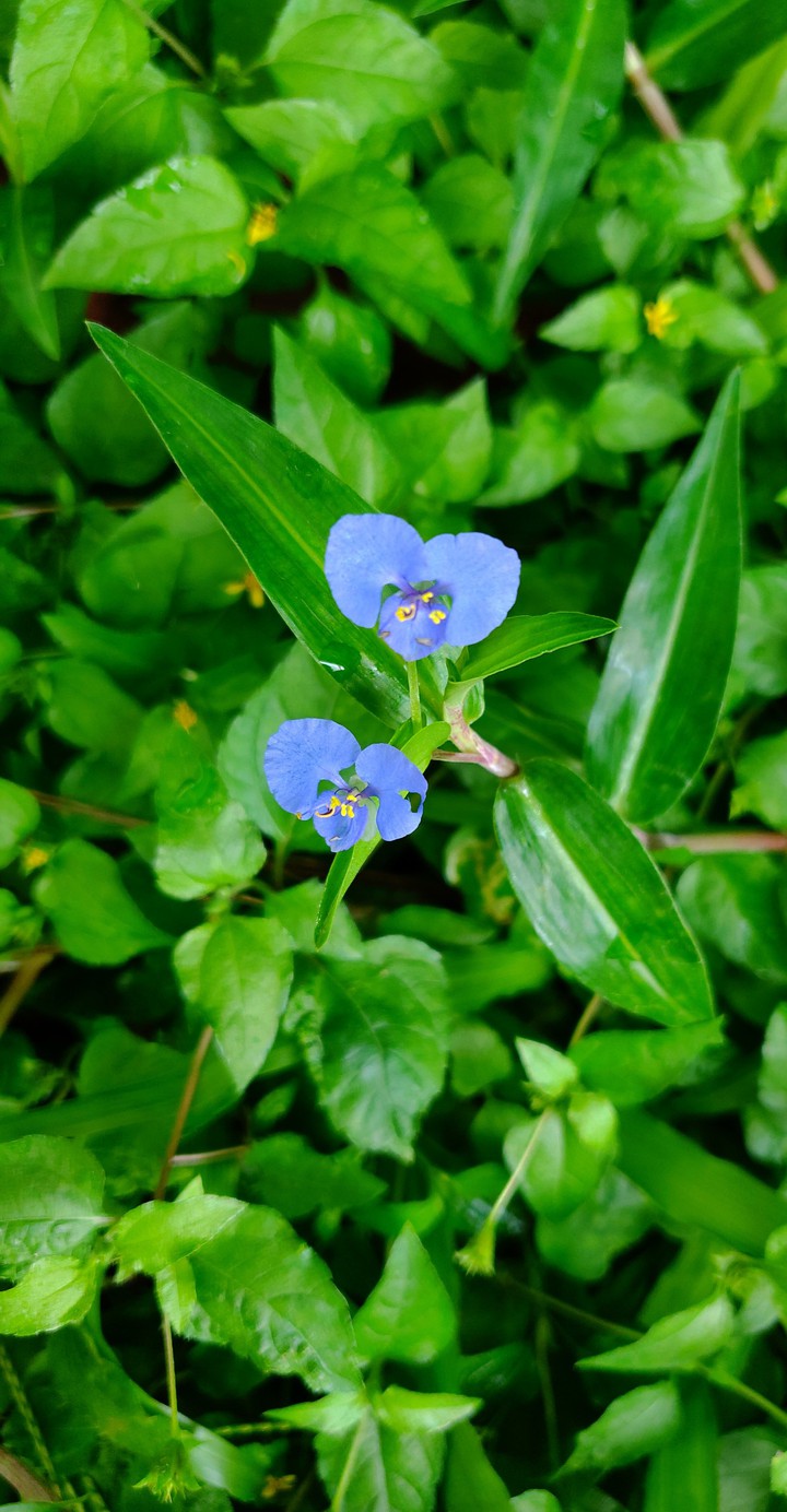 Blue flowers