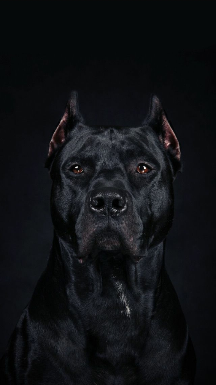 pittbul