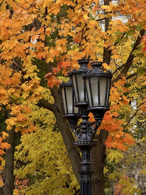 Autumn, 樹枝桌布