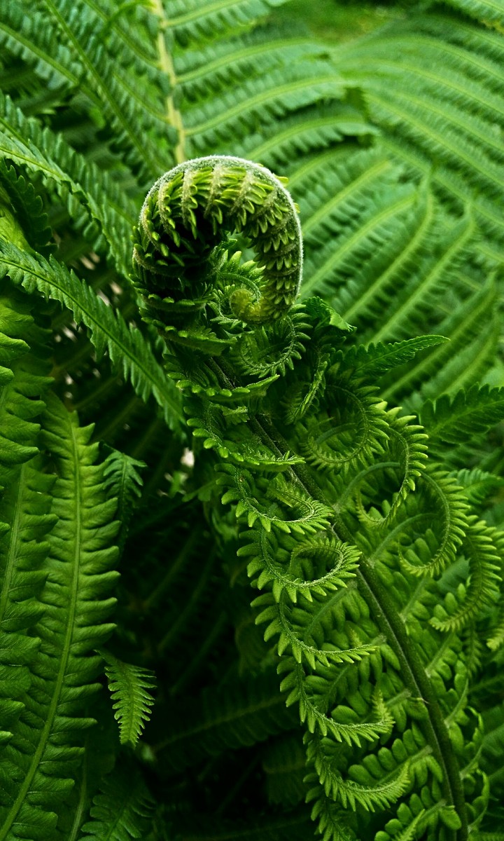 Fern