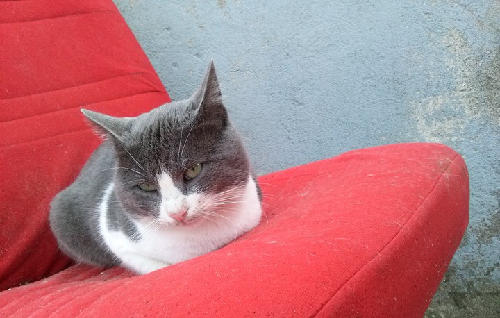 Sweet cat sitting on a chair. ?