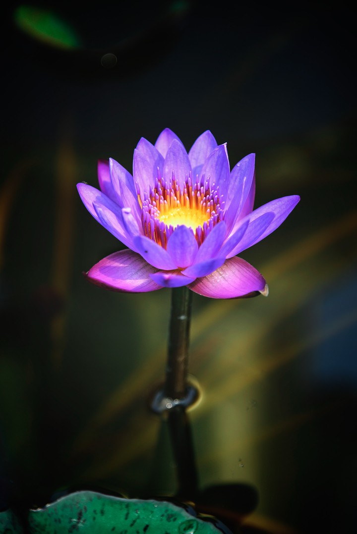Nature's Beauty