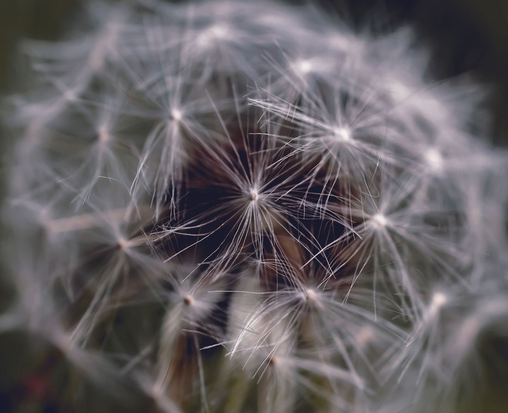 Dead Dandelion