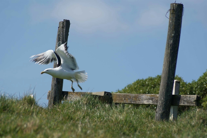 Gull in flight