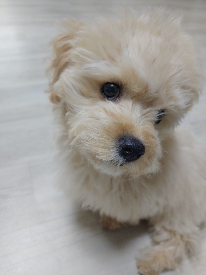 우리집 강아지 (puppy)