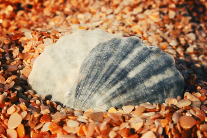 shell