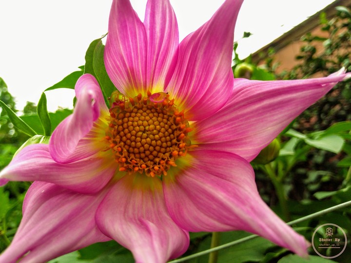 African Daisy... follow us on Insta link below??