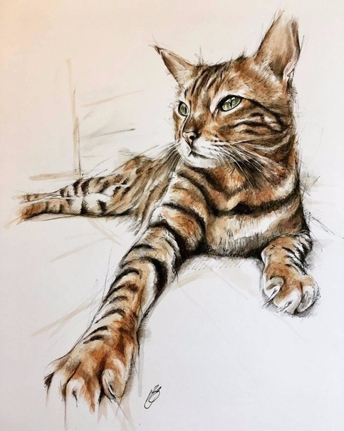 cat
