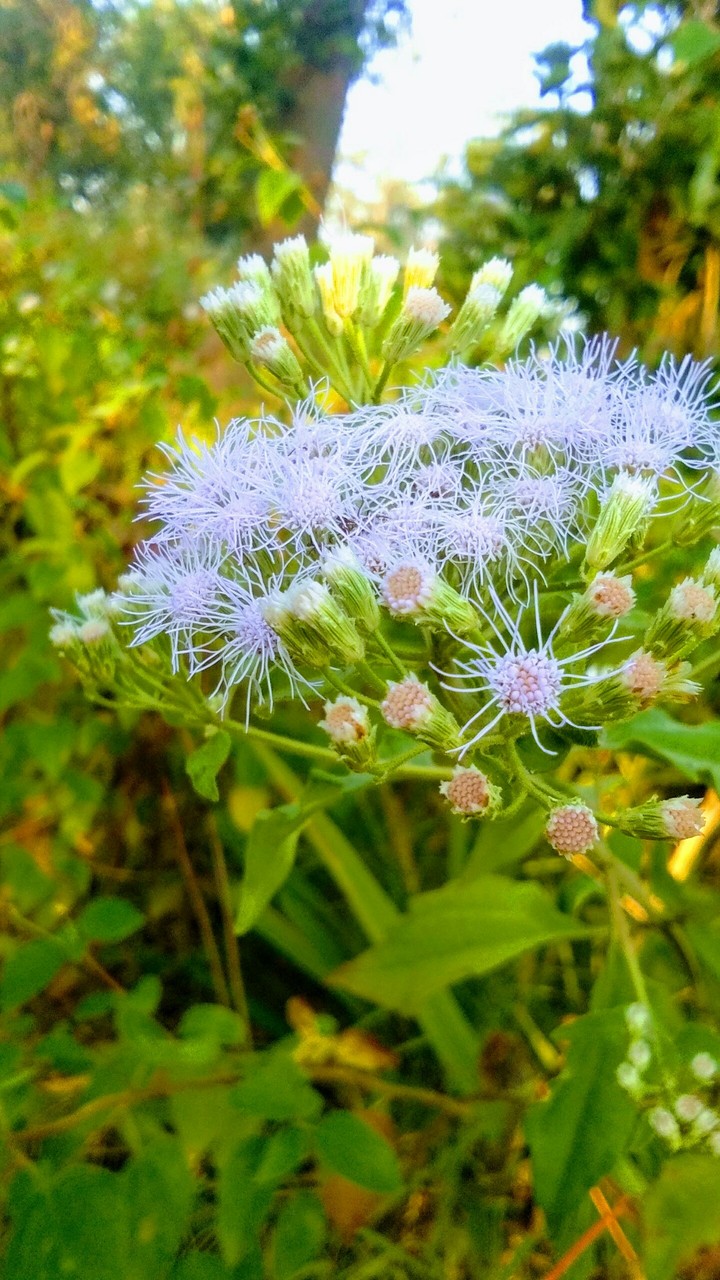 flower mGy