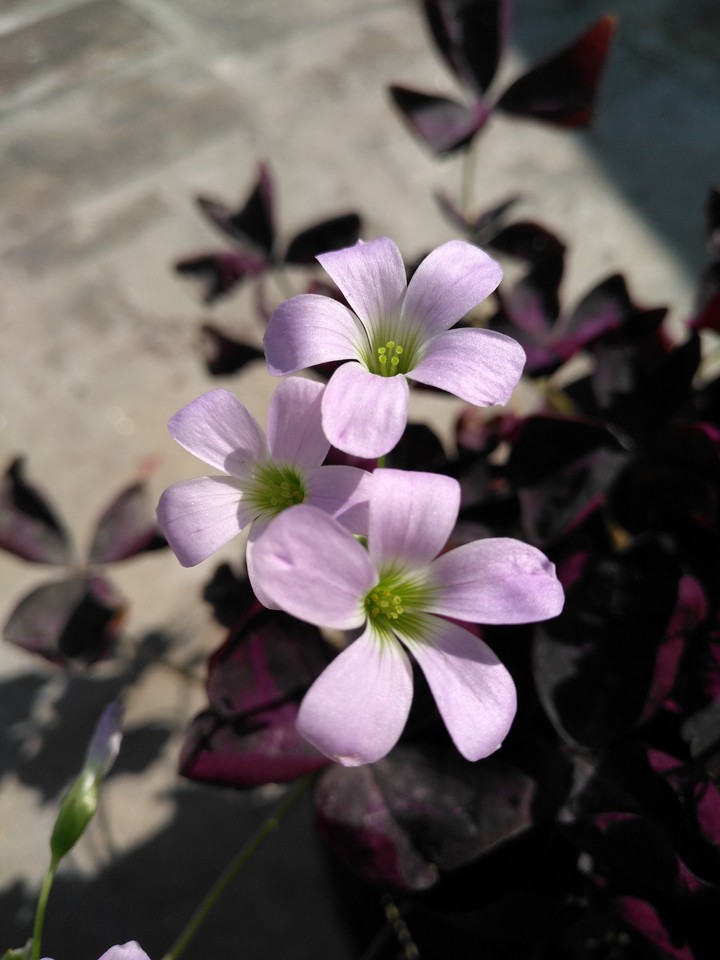flower