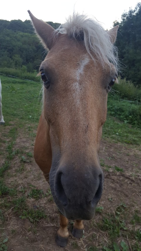 Câlin ou bisoux?