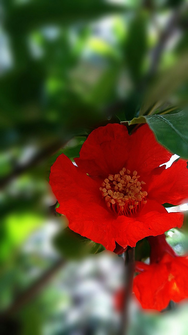 flowers