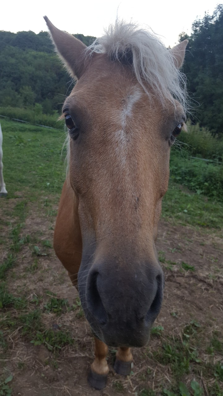 Câlin ou bisoux?