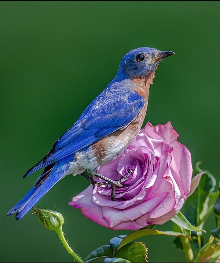 bird & Roses