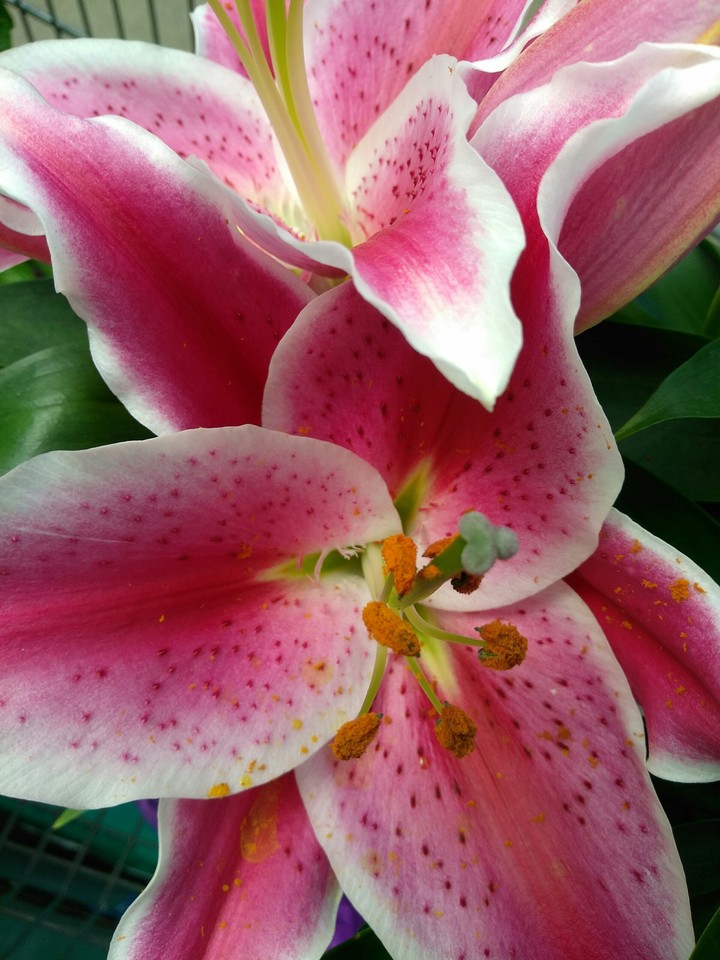 Stargazer Lillies