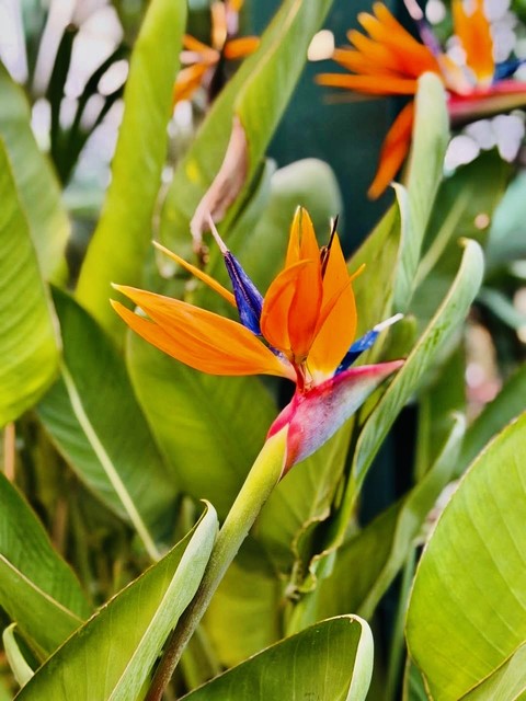 sfondi zingiberales, flower