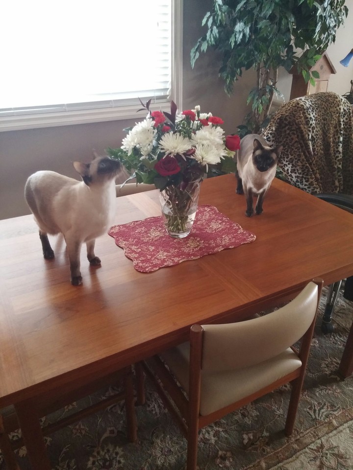 LUNCH TIME 4 CATS !