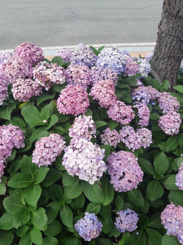 수국