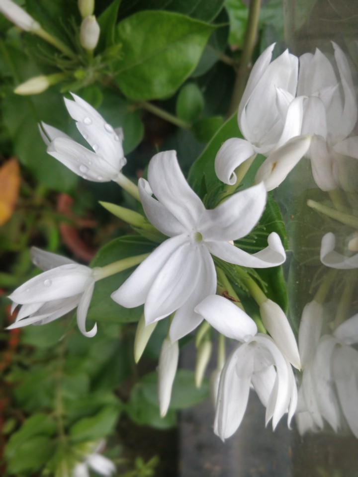 Fast growing White family