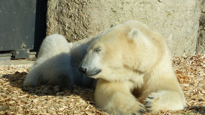 Tierpark Hellabrunn 2014