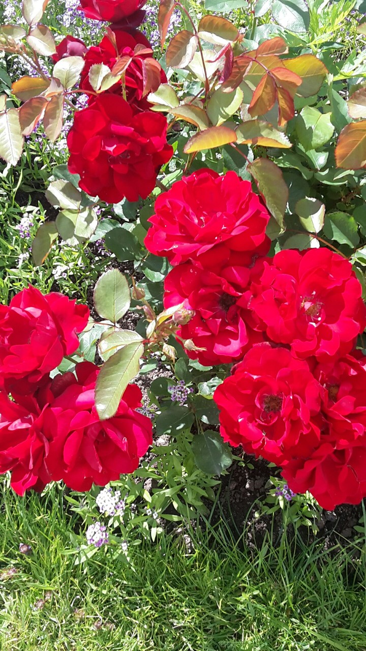 Red Flowers