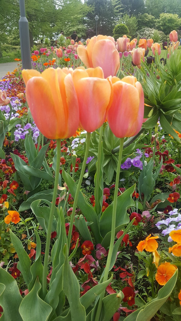 flowers