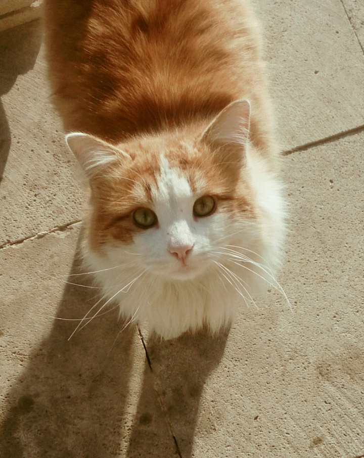 sweet cat