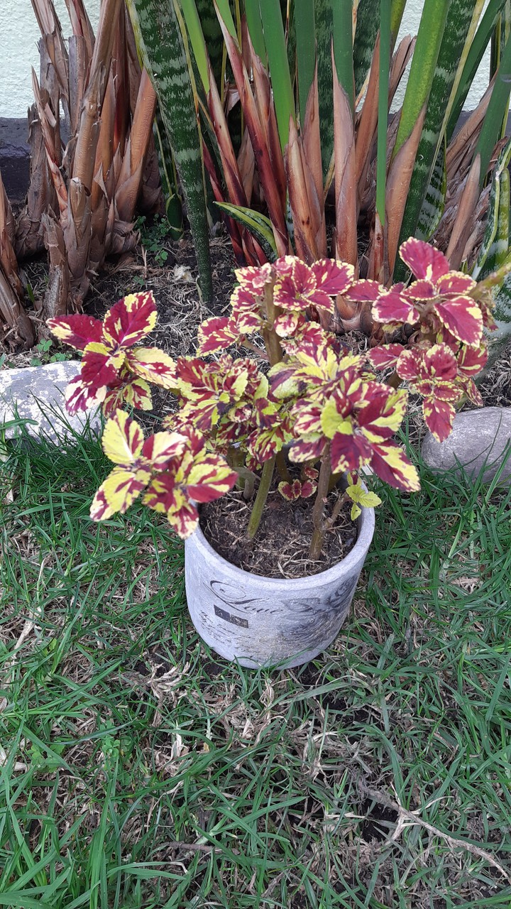 plantas
