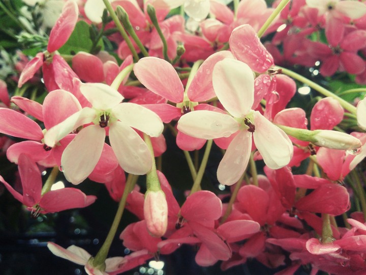 branch of flowers