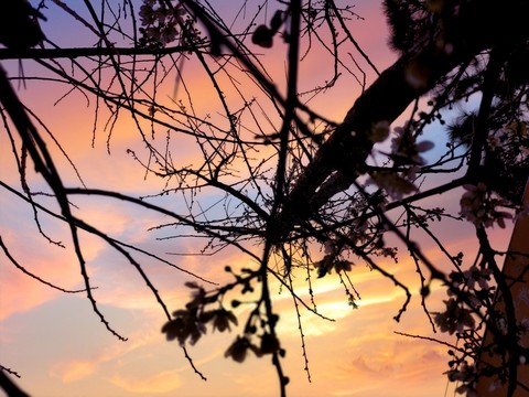 twig, sky Hintergrundbilder