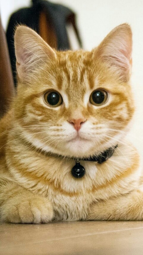 meow