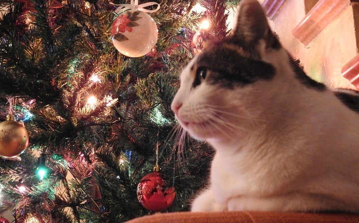 Christmas Cat